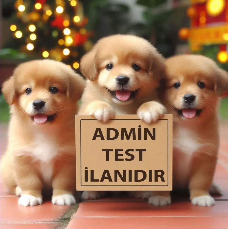 Admin test ilanı mobil