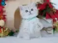 admin test ilanıdır