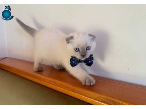 EVİNİZİ GÜZELLEŞTİRECEK PATİCİK 