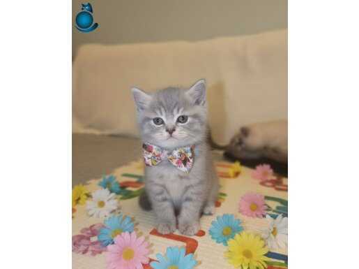 En güzel karne hediyesi bu ponçikler