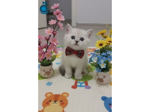 BONCUK GÖZLÜ yavrum teslime hazır