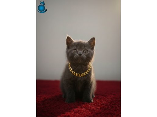 Kendini sevdiren sevimli patimiz yeni yuvaya gitmeye hazır