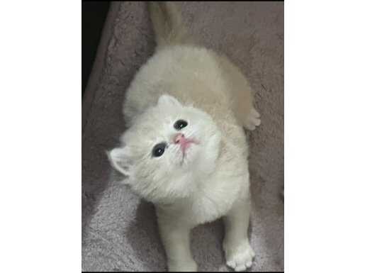 Cy 12 golden safkan bebeğim