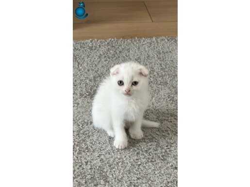 KAR BEYAZ BEBEK TESLİME HAZIR