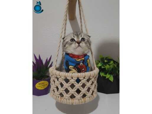 BU TOMBİŞ ŞAKAMI..BAL SURAT TESLİME HAZIR