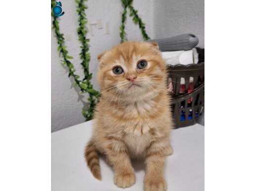 SARI BONCUĞUM EV KONFORUNDA YETİŞTİ: SEVGİ DOLU SCOTTISH FOLD