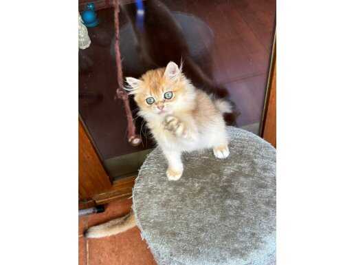 NY12 GOLDEN BEBEK TESLİME HAZIR