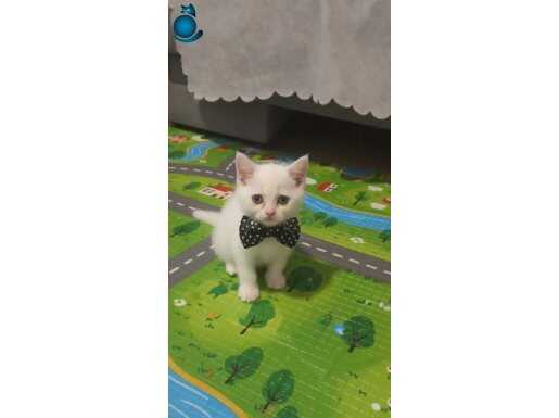 ÇOK UYSAL KENDİNİ SEVDİREN SAKİN BİR BEBEK