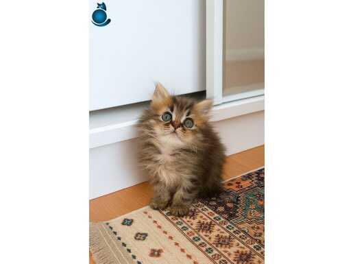 BLACK GOLDEN BEBEKLER TESLİME HAZIR