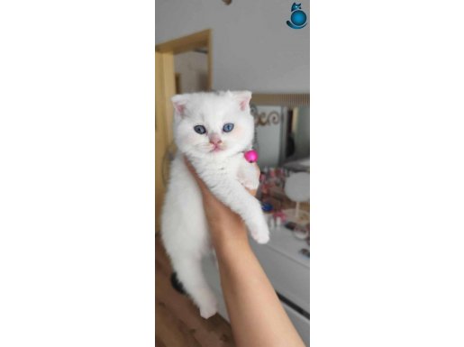 GÜZELLİK GÖZ KAMAŞTIRICI BAL SURAT