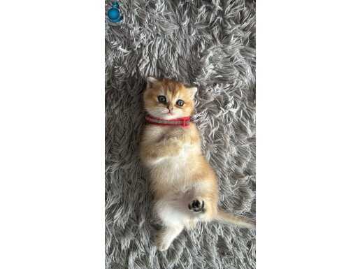GOLDEN OĞLUMUZ TESLİME HAZIR