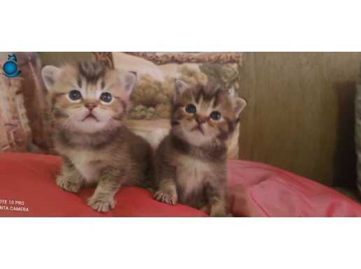 BLACK GOLDEN YAVRULAR TESLİME HAZIR