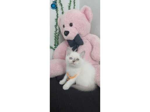 BONCUK BONCUK GÖZLER.TESLİME HAZIR BEBEĞİM