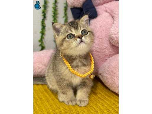 MUHTEŞEM GOLDEN BEBEĞİM TESLİME HAZIR