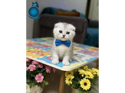 GÜZELLER GÜZELİ SİLVER BEBEĞİM TESLİME HAZIR