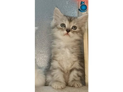 GÜZELLİK YENİ YUVAYA GİTMEYE HAZIR