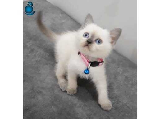 Ponçiklerimiz teslime hazır