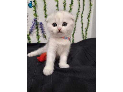 MUHTEŞEM GÜZELLİK TESLİME HAZIR