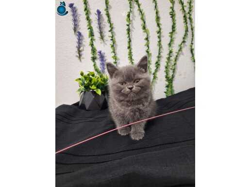 İLK AŞILARI YAPILDI.TESLİME HAZIR MİNNOŞ