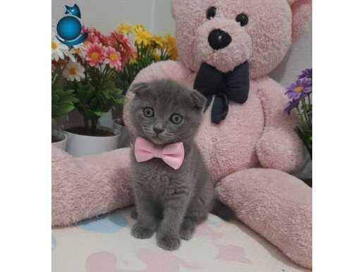 SEVİMLİ PATİCİK EVİNİZE NEŞE GETİRMEYE GELDİ