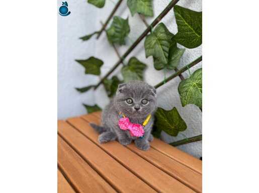 TOP SURAT BEBEK GÜZEL BİR YUVA BEKLİYOR