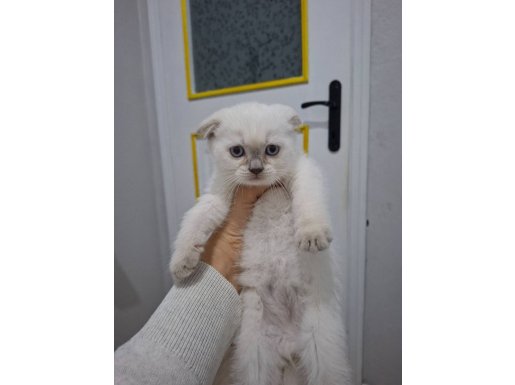  Kendini Sevdiren sevimli miniş