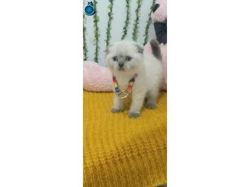 BAL YÜZLÜ BEBEĞİM TESLİME HAZIR