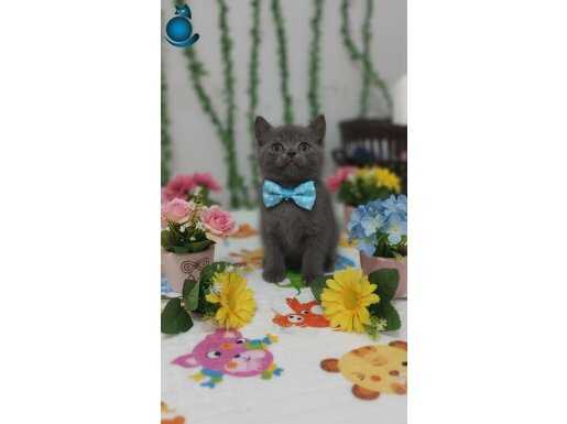 Sosyal ve Cana Yakın British Shorthair Yavrusu
