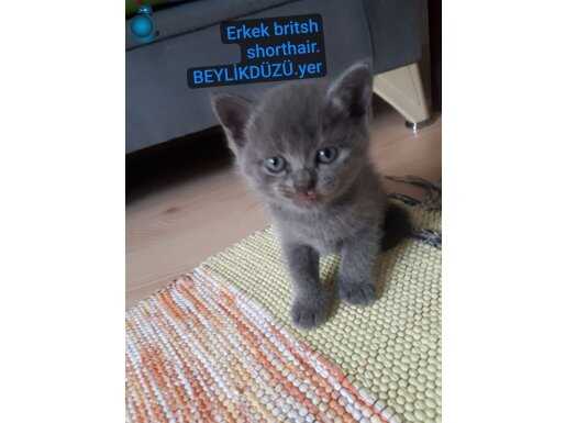 Bıcırık yavrumuz teslime hazır