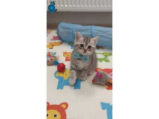 SEVECEN YAVRUM TESLİME HAZIR