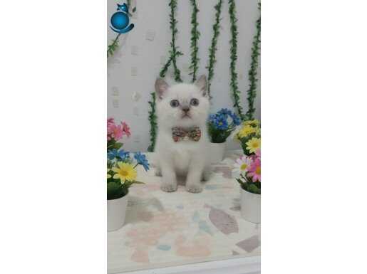 Bu güzellik her evde olmalı