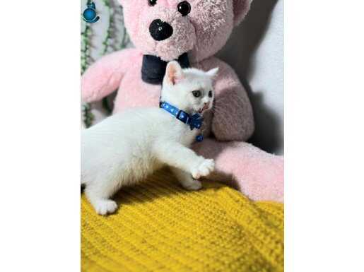 SEVGİ YUMAĞI BEBEĞİM TESLİME HAZIR