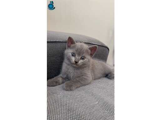 Güzellikler teslime hazır