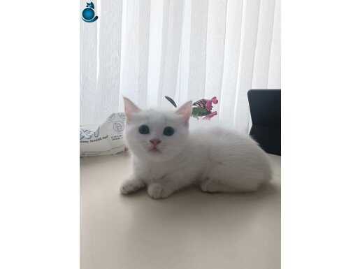 Blupoint yavrular teslime hazır