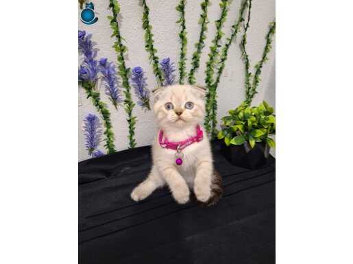 AŞISI YAPILMIŞTIR.TESLİME HAZIR