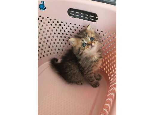 BLACK GOLDEN BEBELER TESLİME HAZIR