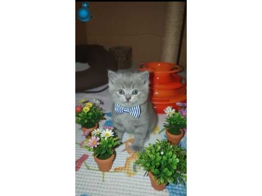 Bal surat ponçik teslime hazır