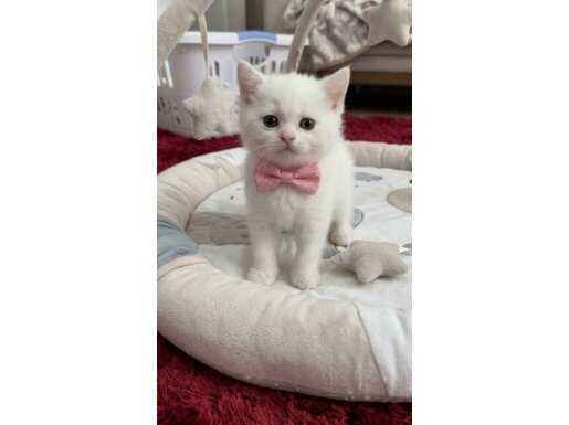 Blupointler rezerveye açık bir sonraki resimdekiler