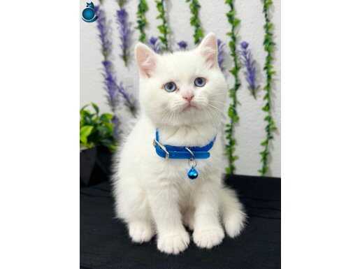 KALİTE KONUŞUYOR PAMUK BU BEBEK