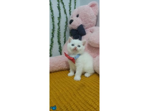 ORJİNAL BRİTSH YAVRULARIMIZ TESLİME HAZIR