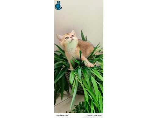 NY 12 GOLDEN YAVRULARIMIZ TESLİME HAZIR