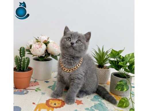 Evimizin Yeni Üyesi: Papyonlu ve Karizmatik British Shorthair Yavruları