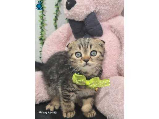 SEVİMLİ PATİCİK YENİ YUVAYA GİTMEYE HAZIR