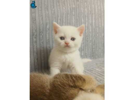 KAR BEYAZ PAMUK OĞLAN TESLİME HAZIR