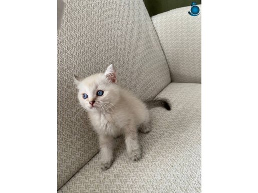 BONCUK GÖZLÜ YAVRUMUZ YENİ YUVAYA GİTMEYE HAZIR
