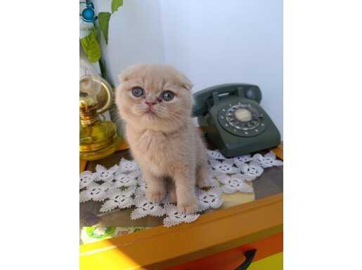 TOMBİK SURATLI KEDİCİK TESLİME HAZIR