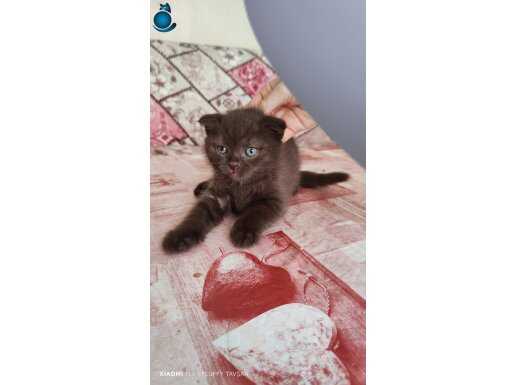 BU GÜZELLİK NADİR BULUNUR BAL SURAT YAVRUMUZ TESLİME HAZIR