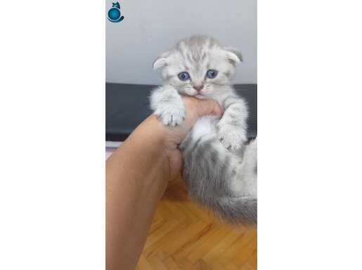 SEVECEN MİNNOŞLAR TESLİME HAZIR