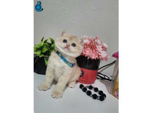 GOLDEN AY11 DİŞİ BEBEĞİM TESLİME HAZIR