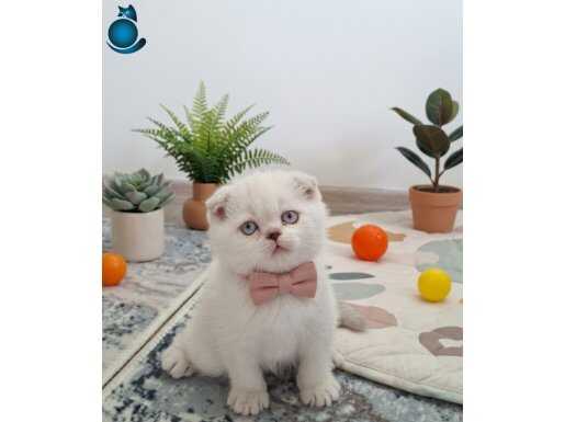 Tipini sevdiğim minnaklar teslime hazır